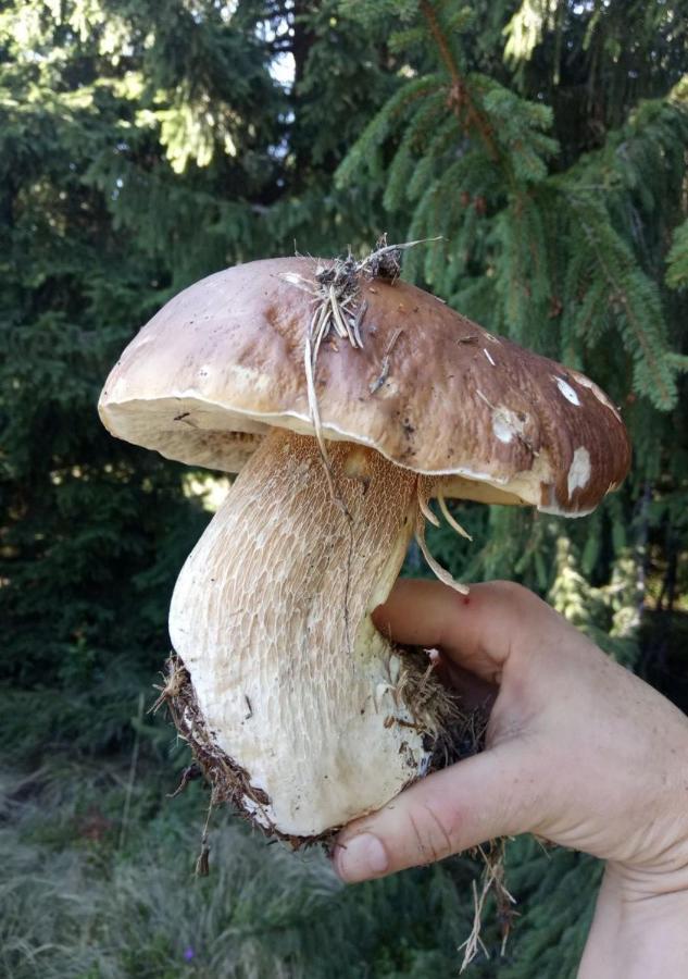 Bat'Kivska Hata Sztari Kuti Kültér fotó